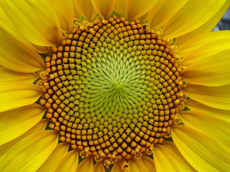 Girasol