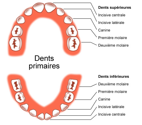 dents primaries