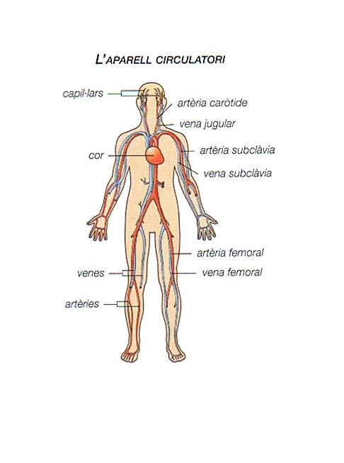 parts sistema circulatori