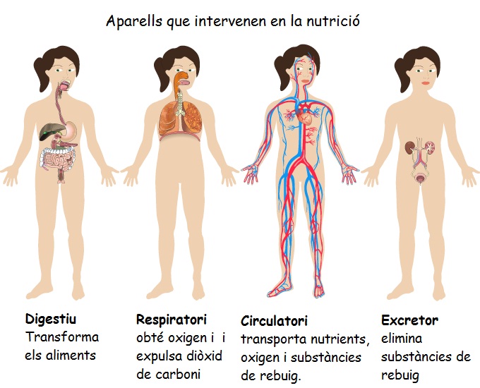 aparells nutrició
