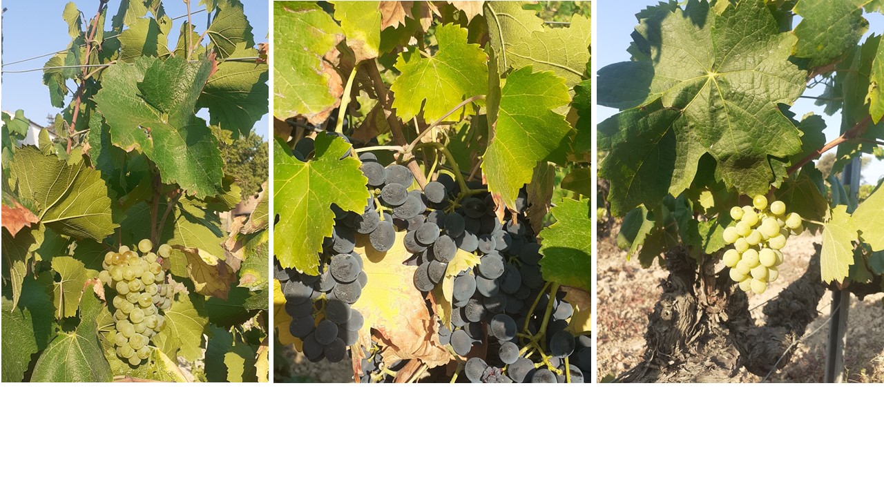 Chardonnay - Syrah - Xarel·lo