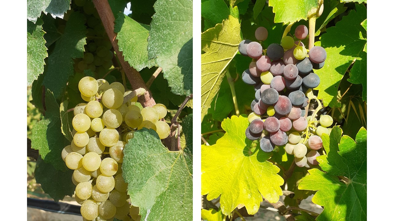 Chardonnay - Syrah