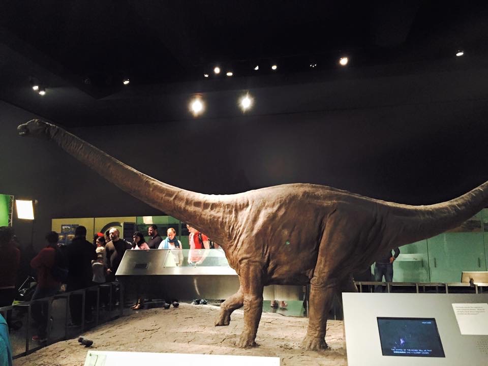 Imatge: Núria Baldó/ Museu d'Història Natural de Nova York