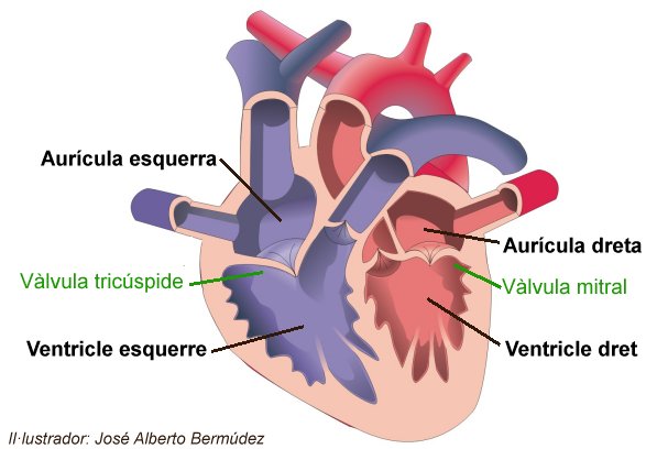 Parts del cor: les cavitats superiors s'anomenen aurícules i les inferiors ventricles.