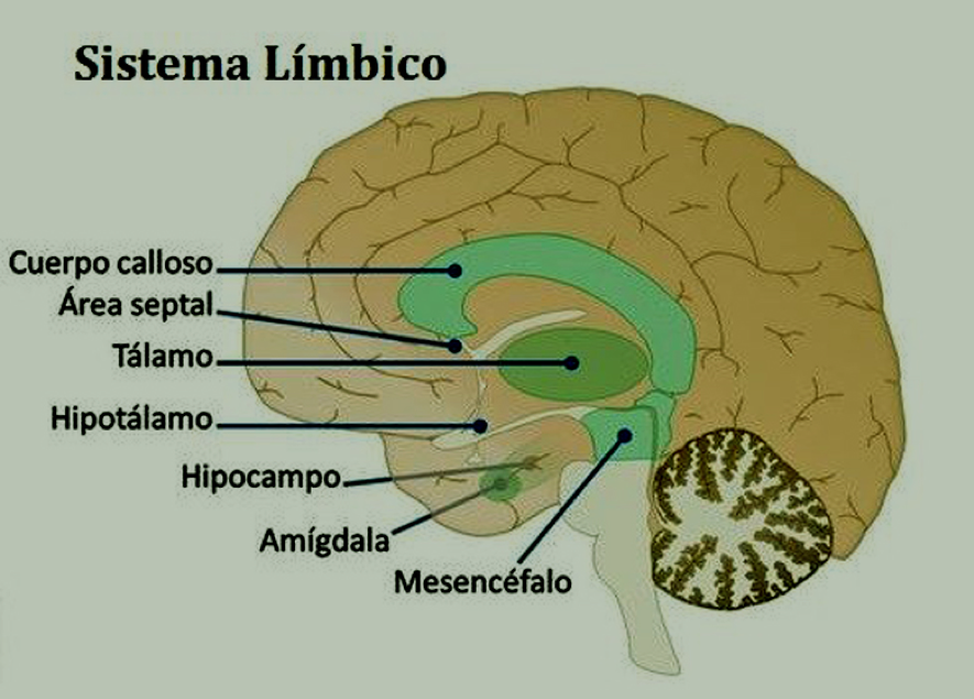 esquema sistema límbic