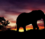 elelphant a contrallum