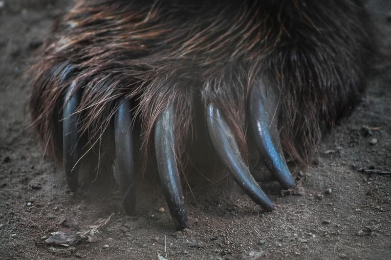 claws