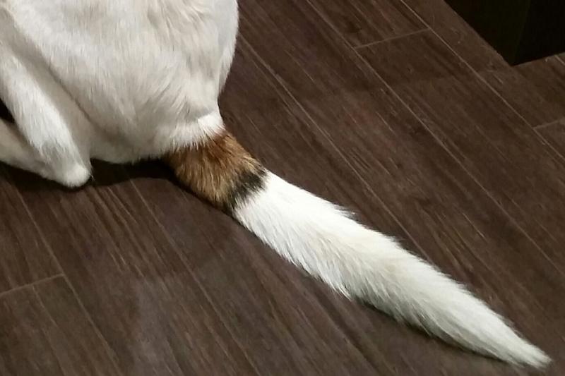 tail