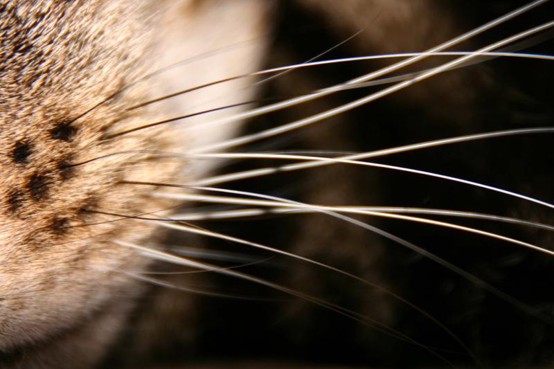 whiskers