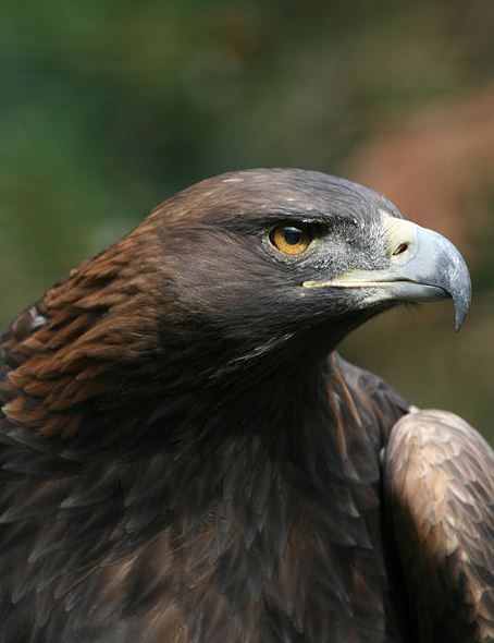 eagle