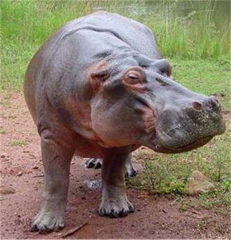 hippopotamus