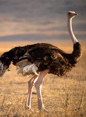 ostrich