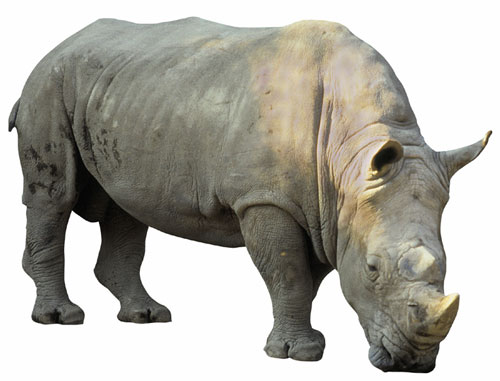 rhino