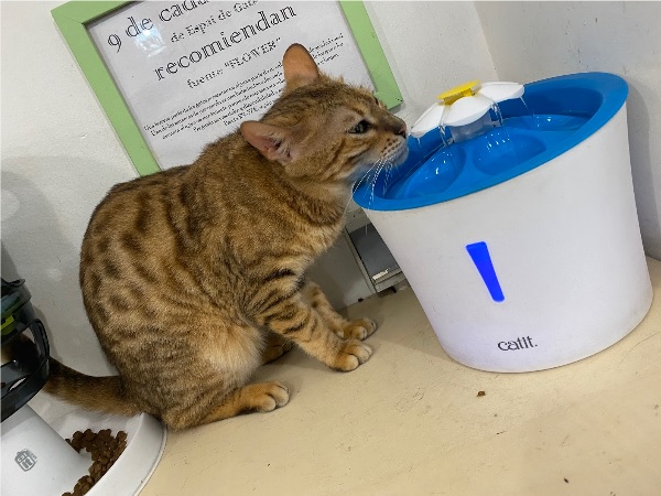 Imatge sortida gats 1