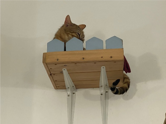 Imatge sortida gats 2