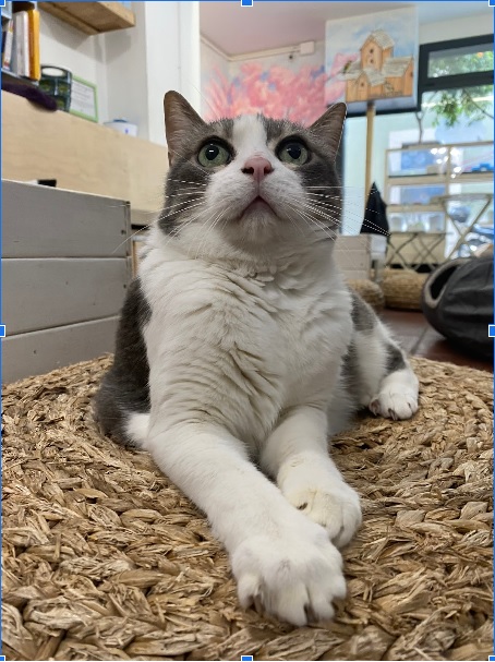 Imatge sortida gats 3