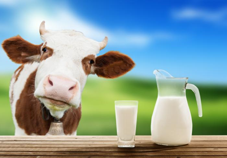 Vaca i got de llet
