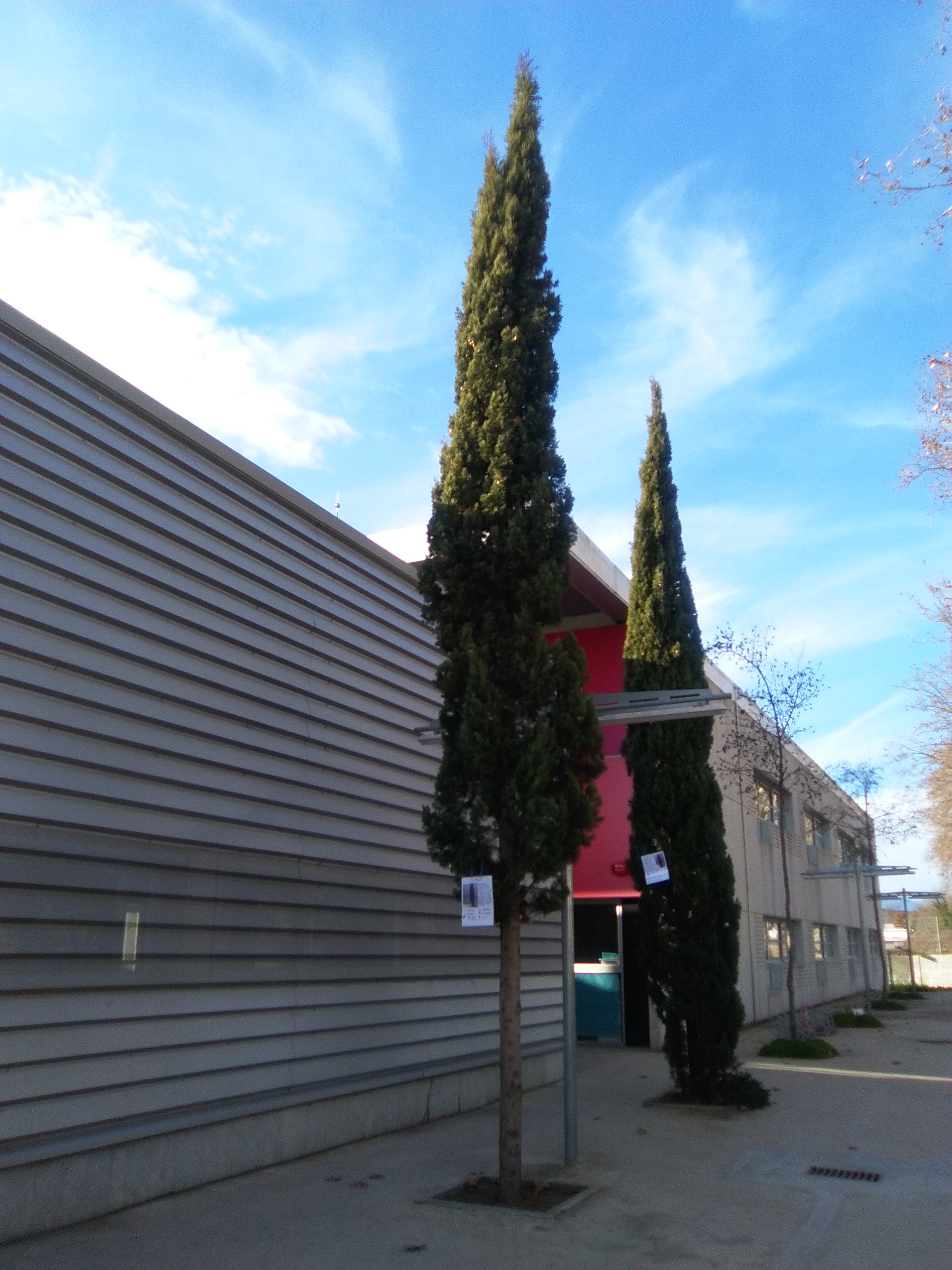 FOTO RÈTOLS PLANTES I ARBRES