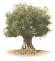 ZER l’Oliver